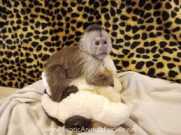 Outstanding Capuchin Monkeys for Adoptio