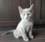  Blue Kittens for adoption