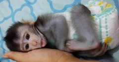 Top pet macaque monkey for adoption