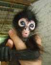 Spider Baby Monkeys Available for adoption