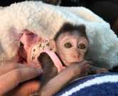 Pet macaque pigtail monkey for adoption