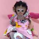 Cute Baby Monkeys for adoption