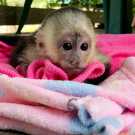 Sweetheart Capuchin Monkeys available