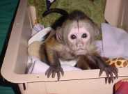 Awesome Capuchin Monkeys For Adoption