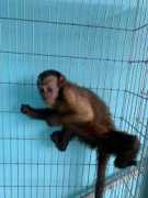Healthy and adorable capuchin monkeys available