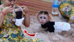 Charming Capuchin Monkeys For Adoption
