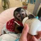 Baby capuchin monkey for sale locally