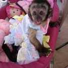Adorable and Sweet capuchin monkey very cute