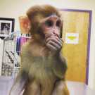 Pet capuchin monkey for sale locally now