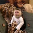Young baby capuchin monkey for adoption