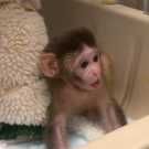 pigtail monkey for sale (161).jpg