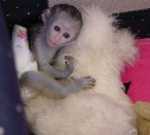 Healthy Capuchin Monkeys Available.