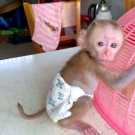 Lovely diaper trained capuchin monkey