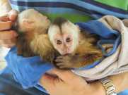 Cute Tam Capuchin Monkeys Available