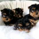 Beautiful Yorkshire puppies for sale