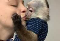 Tamed Capuchin Monkeys for Rehoming!