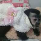 Home raise baby capuchin monkey for sale