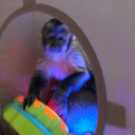 Cute capuchin monkey for adoption today