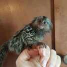 Tame Finger Marmoset monkeys for adoptio