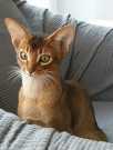 caracal cat for sale (32).jpg