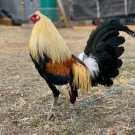 Game fowls available