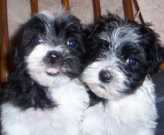 Male And Female Havanese Puppies hhh