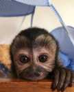 Train best capuchin monkey for sale now
